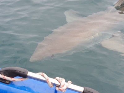 Visitor to the boat