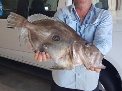 2020-2021 Stephen's 3.57kg John Dory