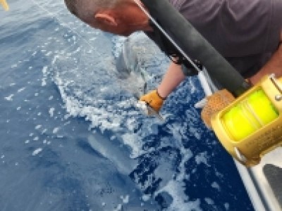 2022 - 2023 Angry Gnome, Tag & Release 1